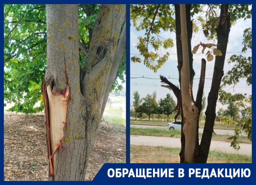 «Власти Волгодонска обрекают на гибель липовую аллею на проспекте Курчатова»: волгодончанка обеспокоена состоянием аллеи