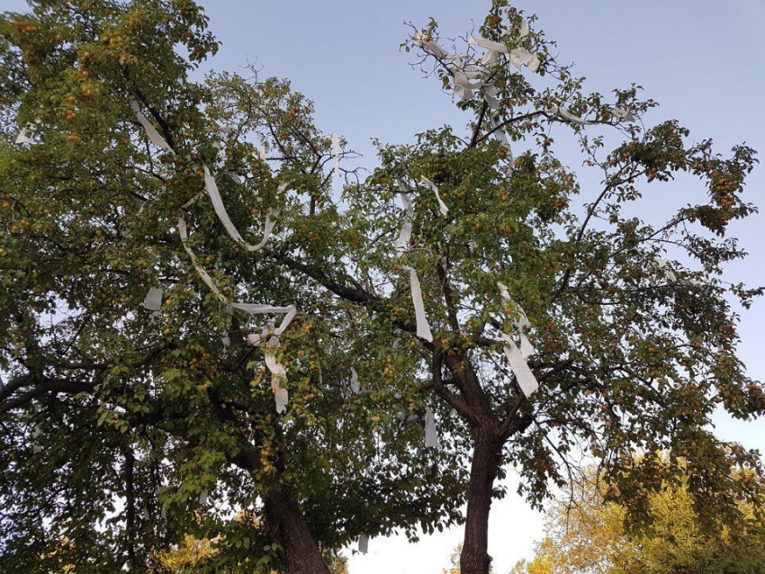 «Подарок ко Дню города»: Украшенное туалетной бумагой дерево в сквере «Дружба» возмутило волгодонцев