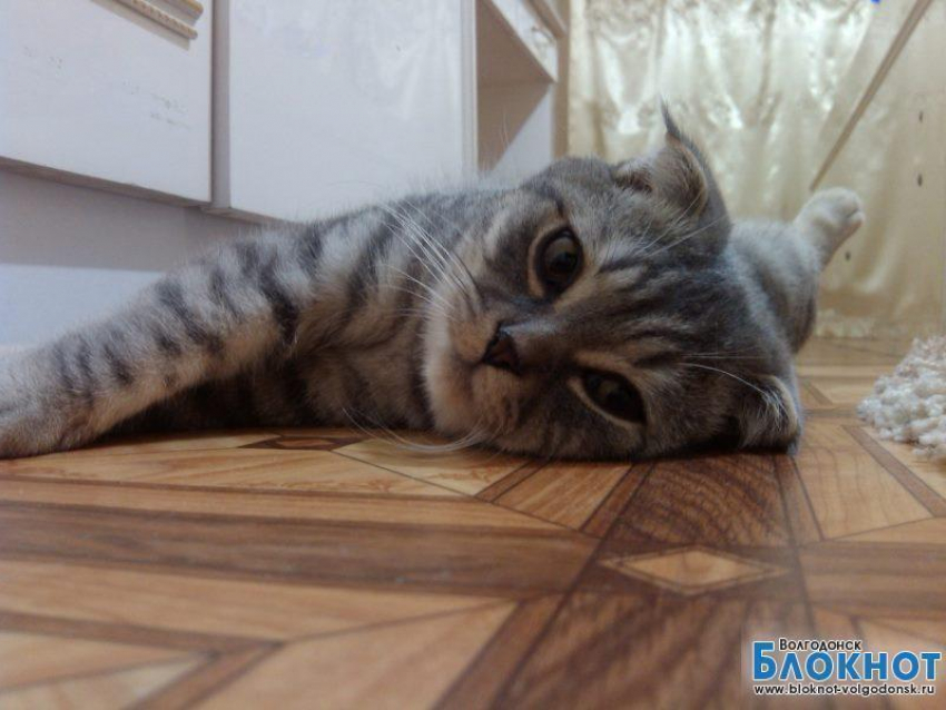 Степан (второй) — тридцать девятый участник конкурса «Самый красивый кот Волгодонска»