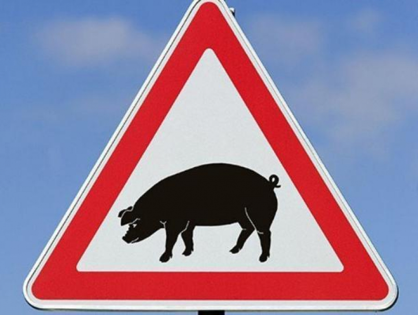 В сорока километрах от Волгодонска ввели режим ЧС из-за Африканской чумы свиней