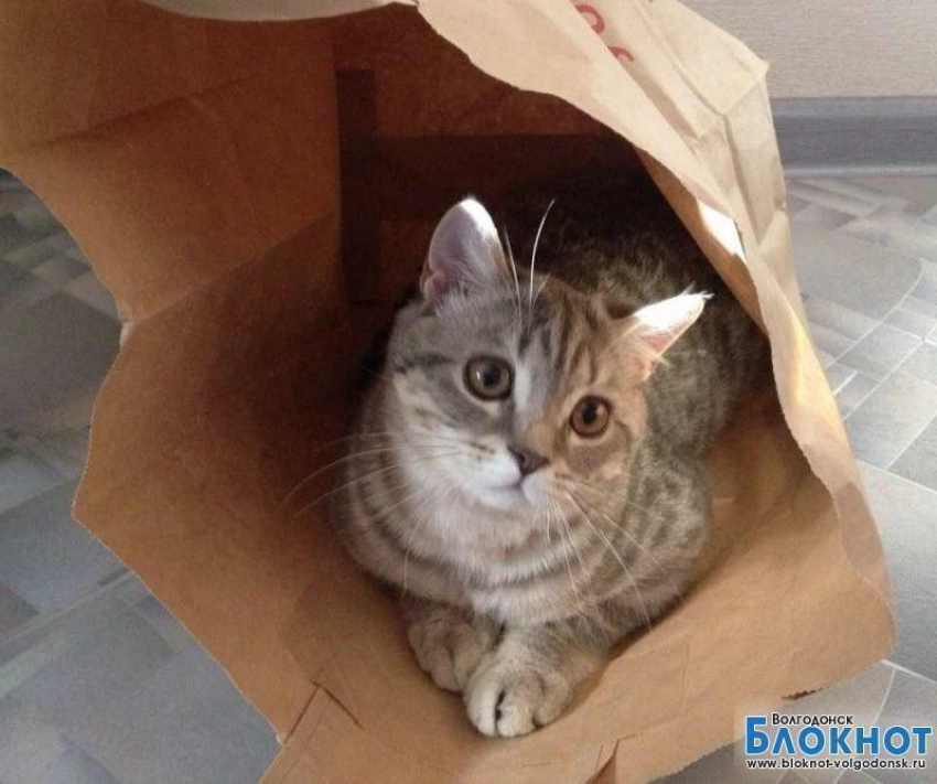 Гайка — сорок вторая участница конкурса «Самый красивый кот Волгодонска»