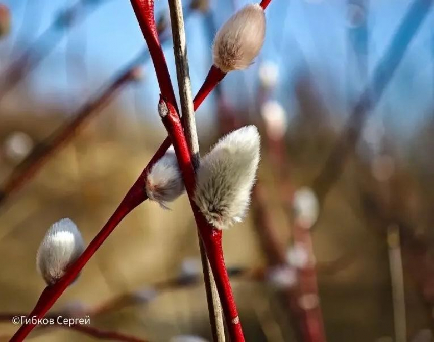 Православные волгодонцы отмечают Вербное воскресенье