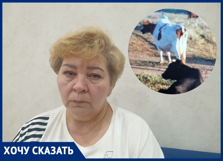 «Я хочу, чтобы народ жил и не страдал от таких негодяев»: банда скотокрадов напала на станицу Калининскую в Ростовской области 