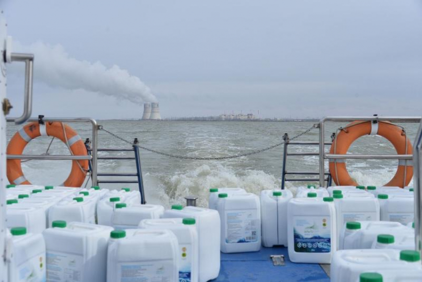 Для рыб-камышеедов в пруд-охладитель Ростовской АЭС выпустили тысячи литров зеленого корма