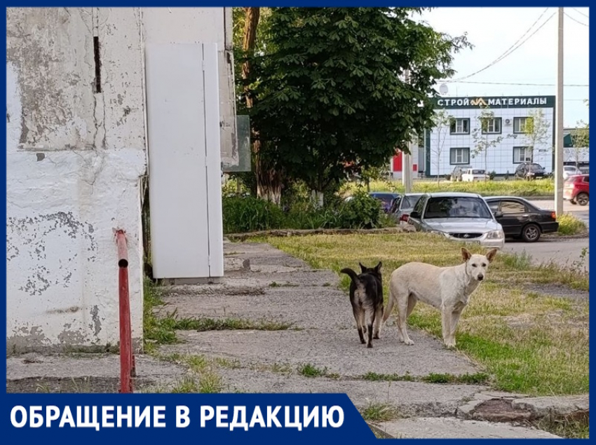 «На В-7 пенсионерки прикормили собак, которые теперь бросаются на детей»: крик о помощи молодой мамы