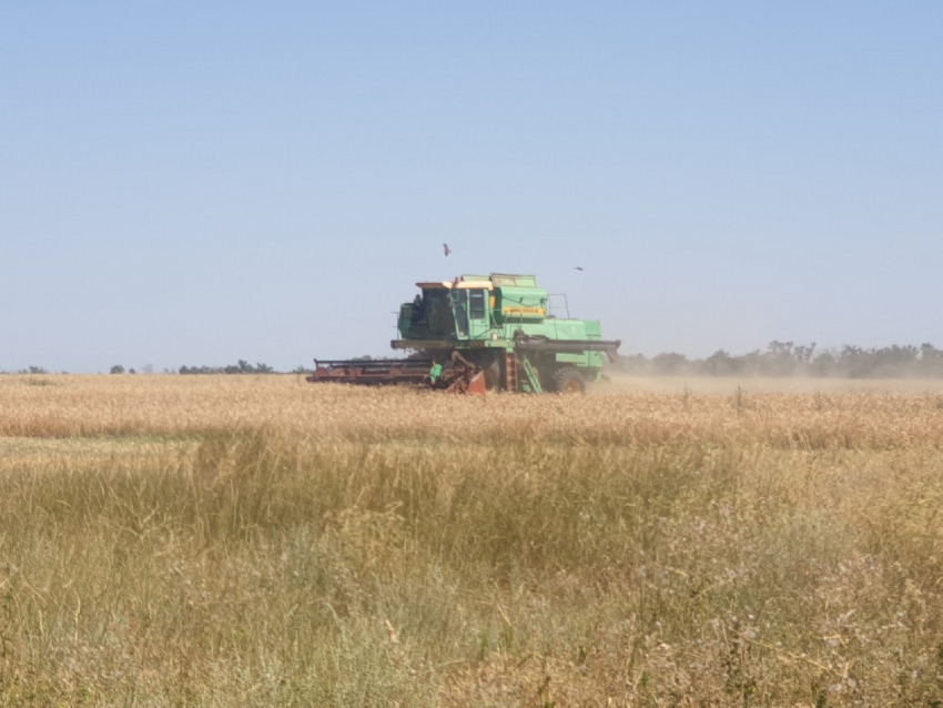Урожайность зерновых выросла в Волгодонске на 33%