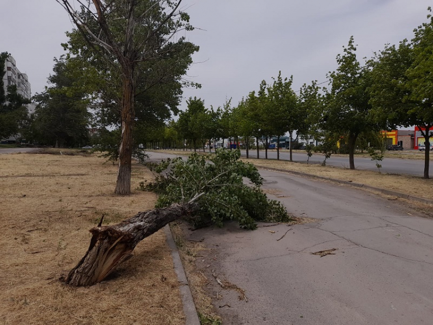 Водитель отсудил у Волгодонска почти миллион рублей за упавшее на автомобиль сухое дерево