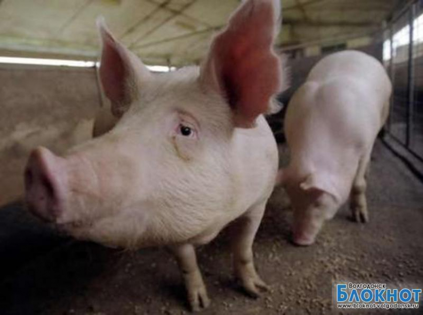 Животноводы Цимлянского района получат компенсацию за уничтоженных свиней
