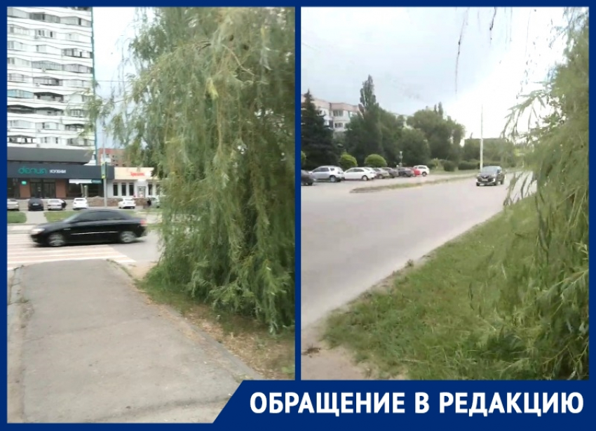 Водители и пешеходы не видят друг друга на проспекте Курчатова
