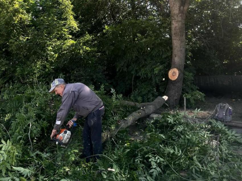 100 деревьев спилит в городе Водоканал для ремонта водоводов