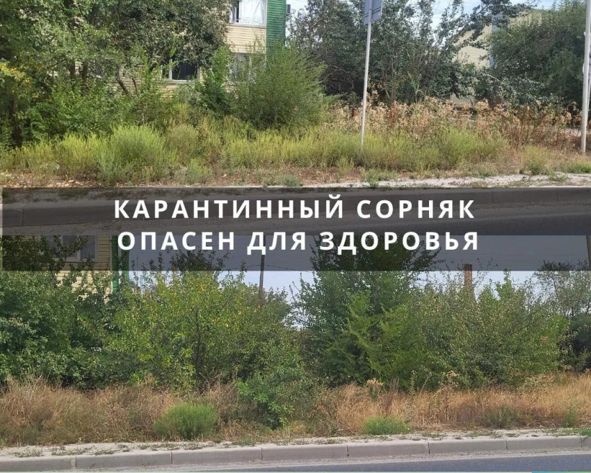 В Цимлянске возбуждено дело из-за непокоса карантинной растительности на улице Боевой славы