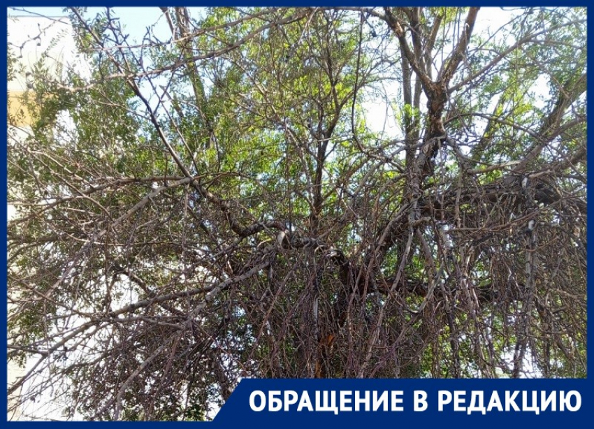 «Скоро завалится, и будет капец!»: жители дома по улице Гаражная, 185 опасаются трухлявого дерева