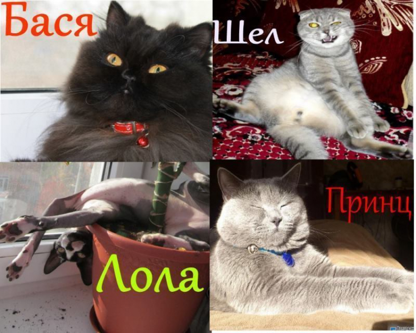 Город выбрал сразу двух «Самых красивых котов Волгодонска»