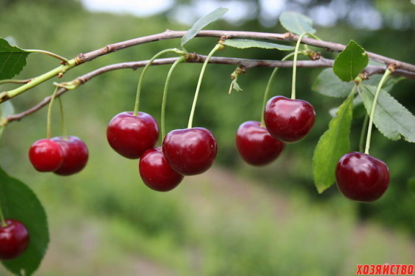 8 лучших сортов вишни для ваших участков