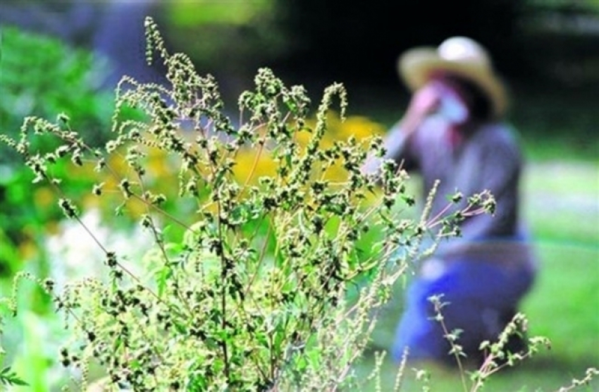 Амброзия в Волгодонске цветет, пахнет и продолжает раздражать аллергиков