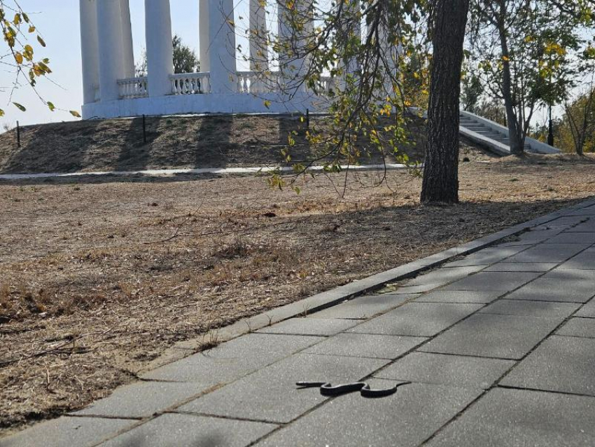 «Осторожно, змеи!» жительница Цимлянска запечатлела несколько особей за одну прогулку по Приморскому парку