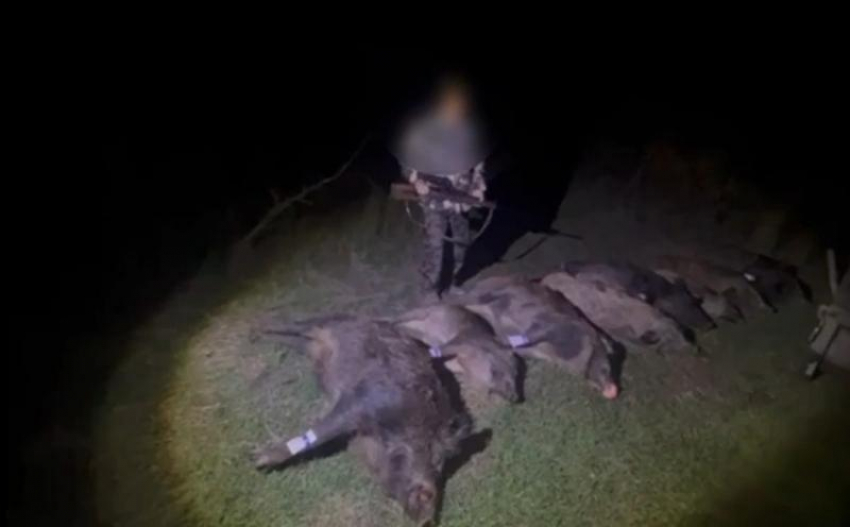 Страстный убийца семерых кабанов и одного кабаненка из Семикаракорска предстанет перед судом 