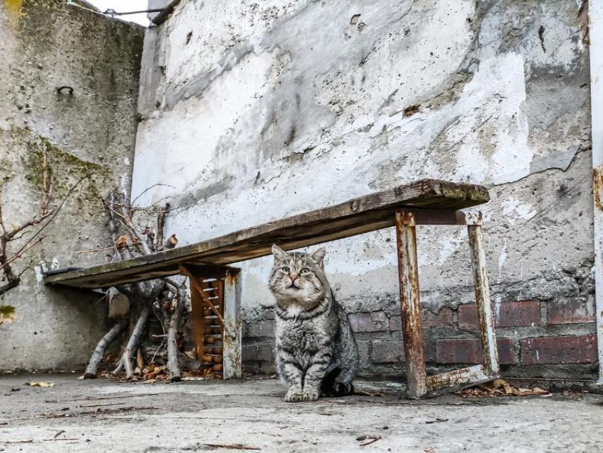 «Люди, не оставляйте нас на даче»: дачный сезон в Волгодонске подходит к концу