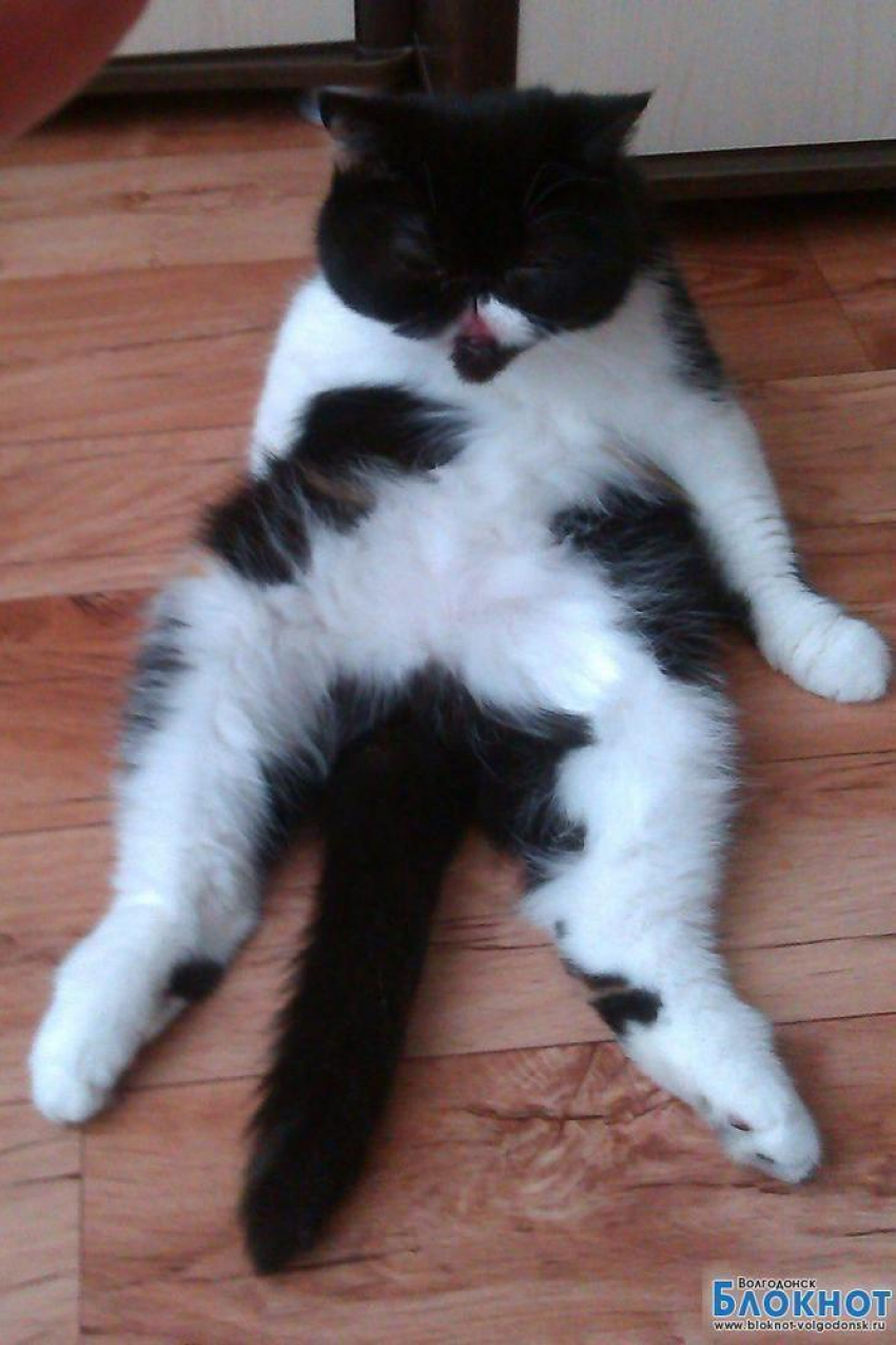 Оливия — тридцать четвертая участница конкурса «Самый красивый кот Волгодонска»
