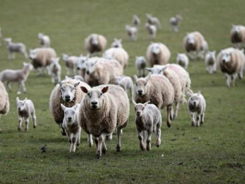 Около тысячи нелегальных овец попали под карантин в Волгодонском районе