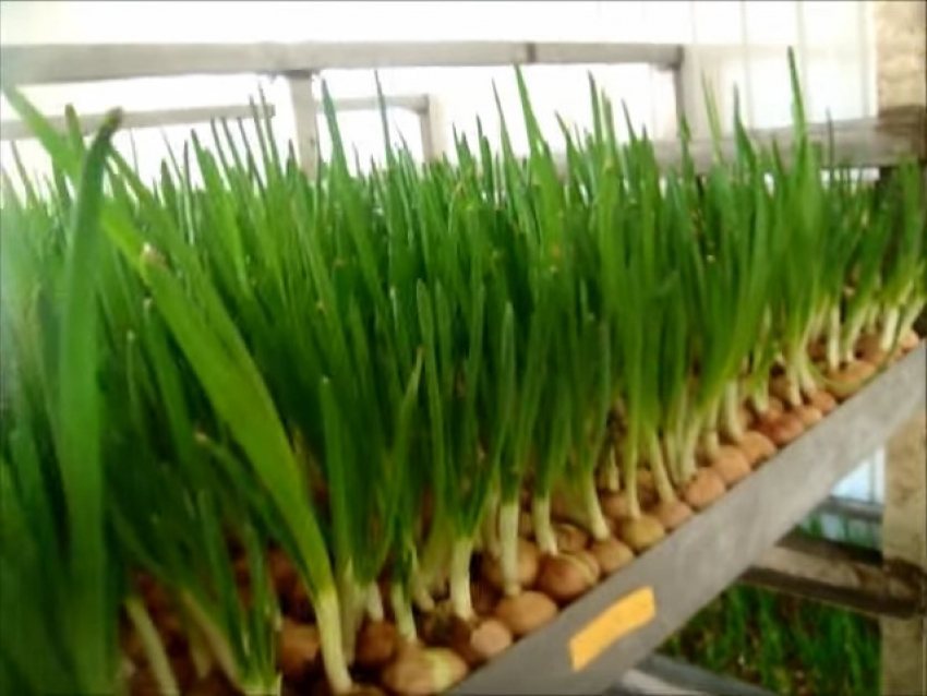 Как сделать большие деньги на луке