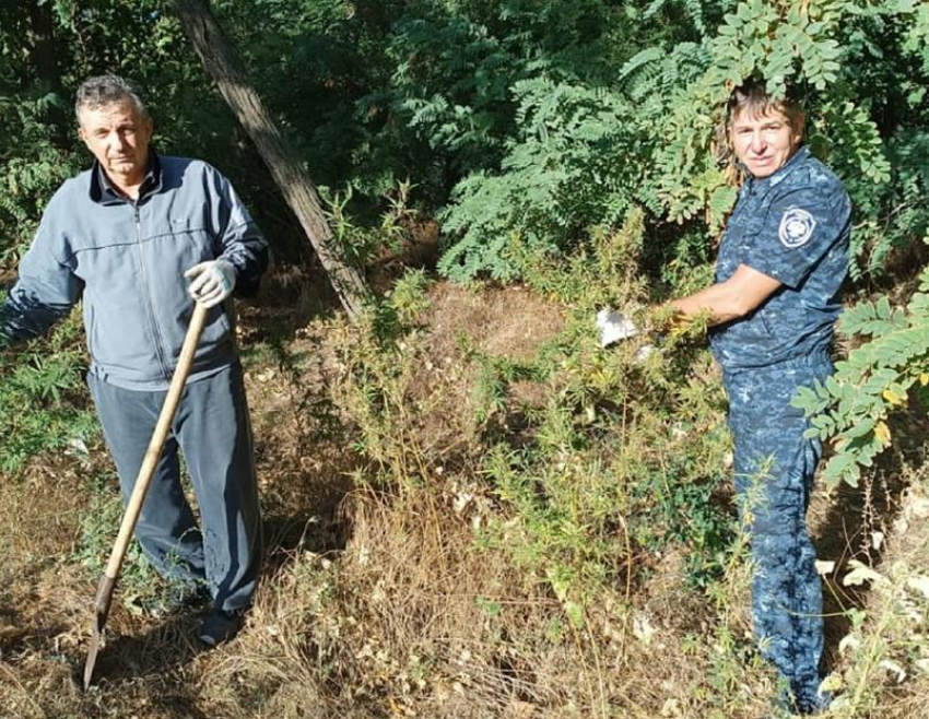 76 кустов конопли уничтожили дружинники в окрестностях Цимлянска