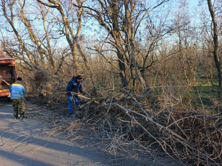 Департамент городского хозяйства убирает с улиц Волгодонска упавшие деревья