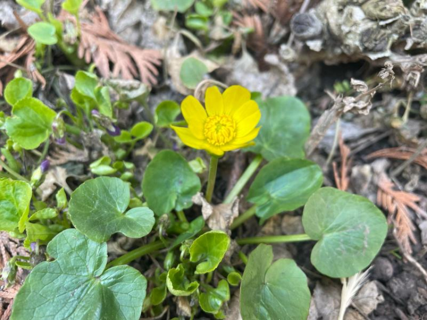 Почти безветренный и облачный будет четверг на этой неделе