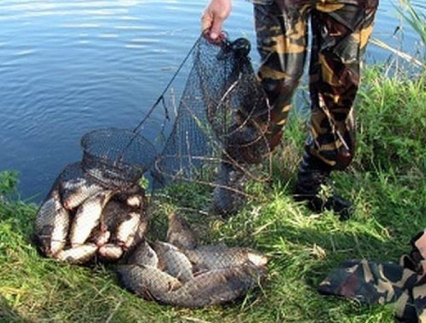 Полицейские Волгодонска задержали гражданина, незаконно выловившего почти полторы тысячи рыбин