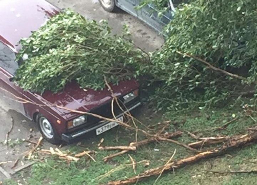 Разгул стихии обрушил дерево на припаркованные машины в Волгодонске 
