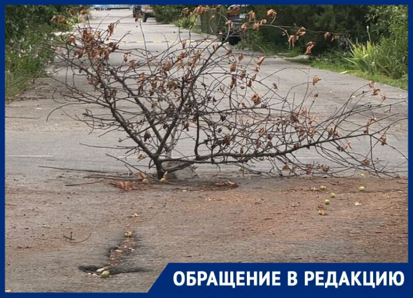 Торчащая ветка из асфальта как символ состояния дорог Волгодонска