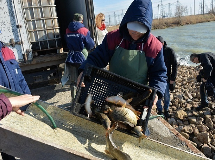 Сотням карпов устроили спуск с «водяной горки» в Цимлянское водохранилище