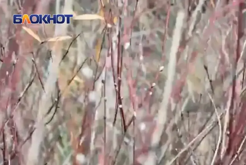 Природа чудит: в Волгодонске в ноябре набухли почки вербы 