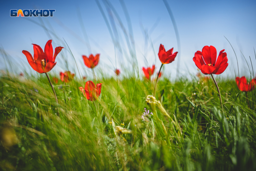 Первые дикие тюльпаны зацвели в Ростовской области