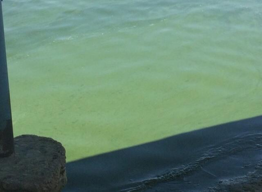 После купания в Цимлянском водохранилище у волгодонца «позеленели» ноги 