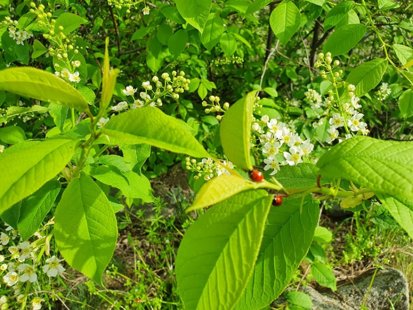 Среда в Волгодонске будет облачной и почти безветренной 
