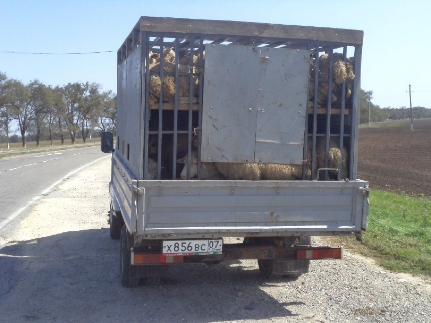 В Ремонтненском районе вор увез 72 овцы на «Газели»