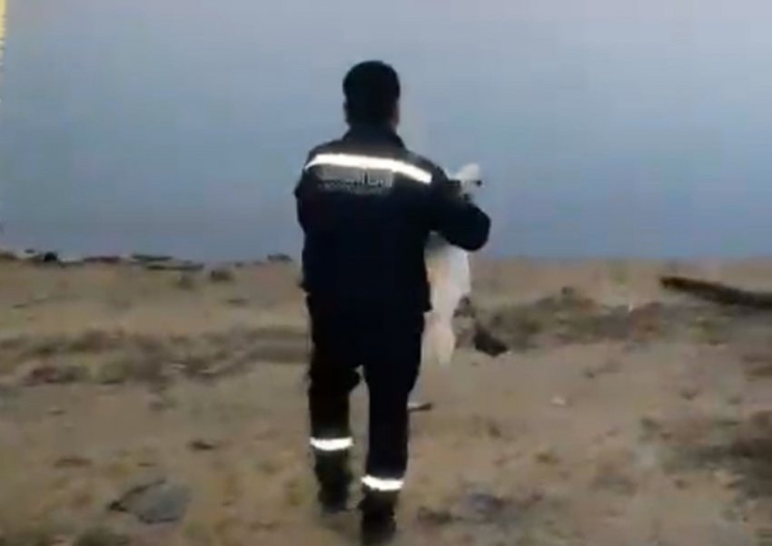 Застрявшего на середине моста лебедя выручили из беды спасатели в Волгодонске