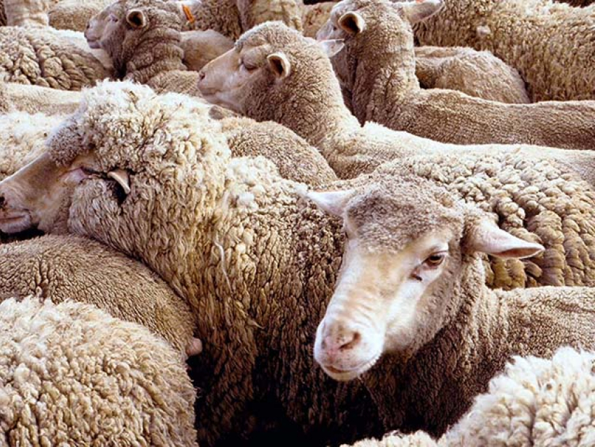 300 овец пытались незаконно вывезти из Дубовского района в республику Дагестан