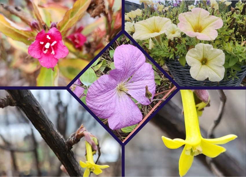 Цветение растений в декабре: десятки цветов и кустарников распустили бутоны в станице Романовской Ростовской области