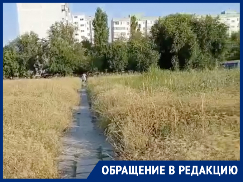 «Здесь тоже живут люди»: жители квартала В-9 просят покосить траву