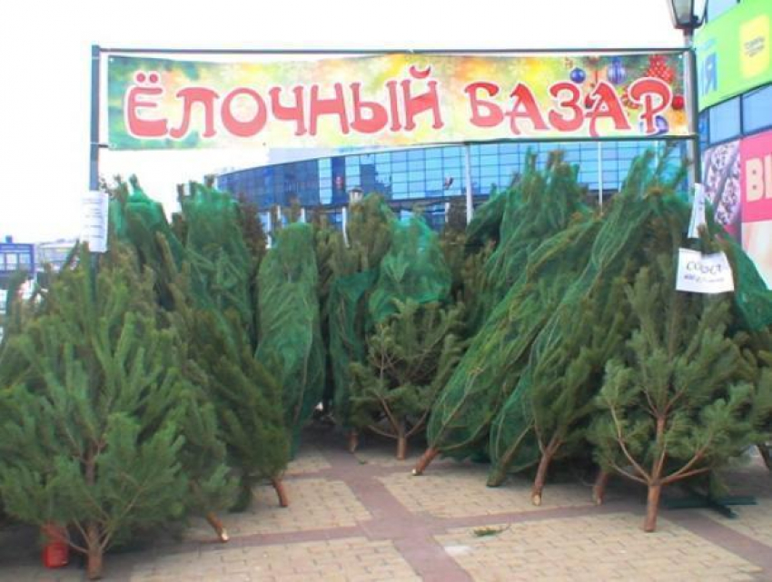 Цена новогодних деревьев на елочных базарах Волгодонска будет доходить до 4000 рублей 