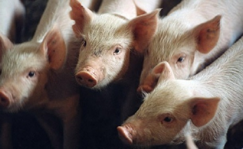 В Волгодонском районе отменен карантин по африканской чуме свиней