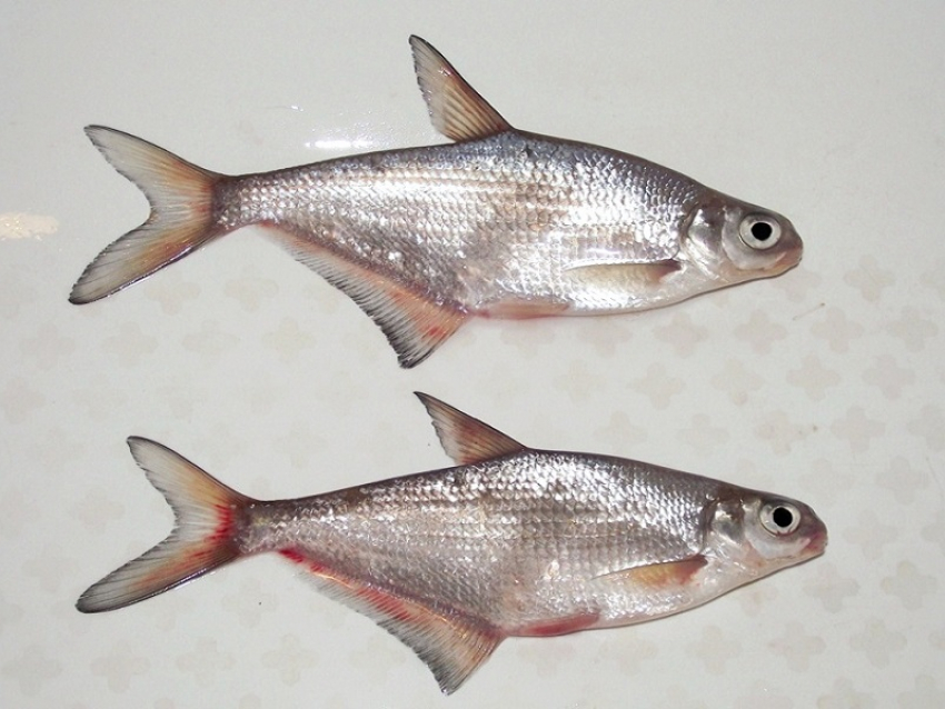Рыба, которая обитает в Дону: информация, особенности, ареал, виды