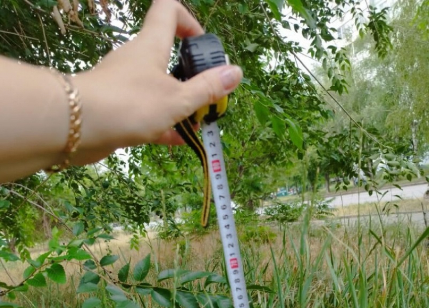 Насколько подросла поросль травы узнали с помощью линейки сотрудники ДСиГХ