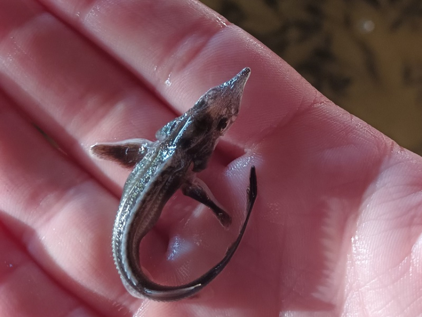 Заселение Дона у Волгодонска миллионом мальков стерляди оказалось под угрозой