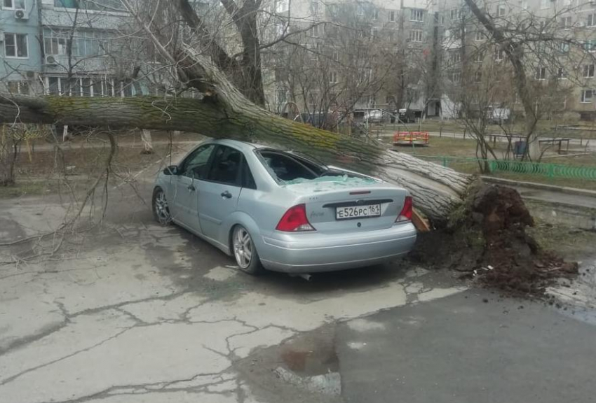 Огромное дерево раздавило машину на Гагарина в Волгодонске 