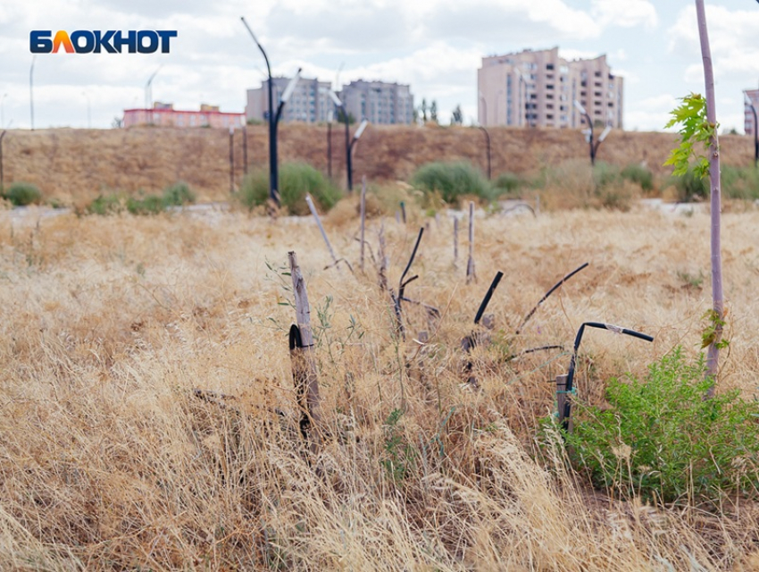 «На месте плитки должны быть деревья»: Юрий Слюсарь раскритиковал проекты парков без зелени