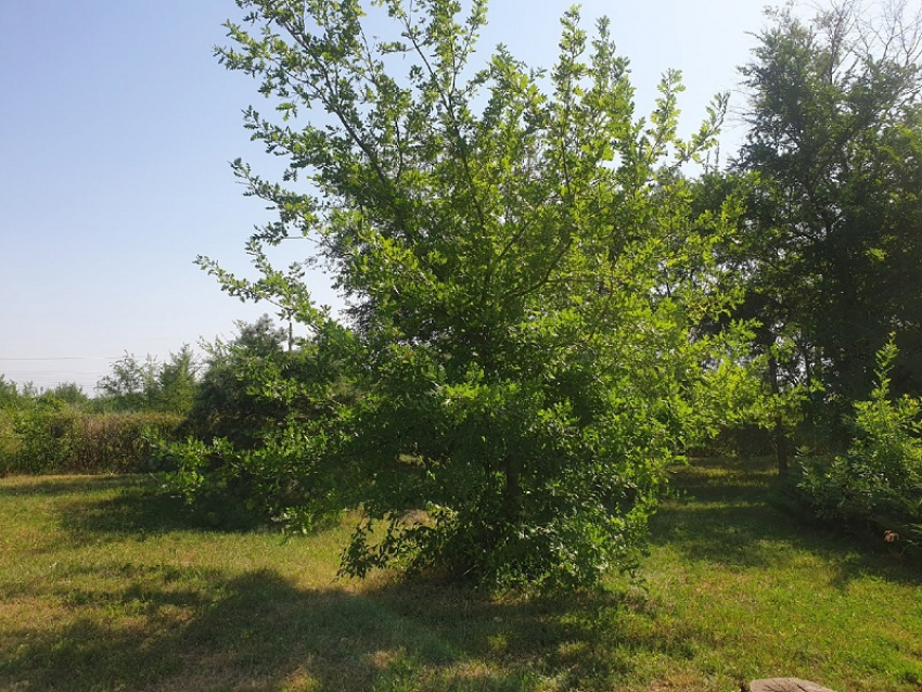 Старейшими деревьями в Волгодонске являются дубы