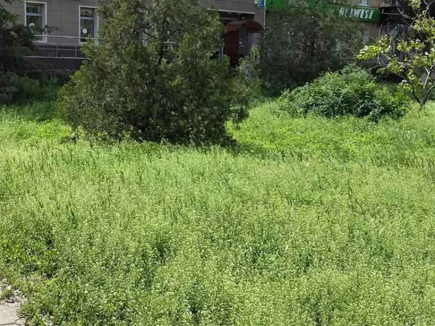 «Заросли в центре Волгодонска ликвидируют в июне»: заверили в Департаменте строительства и городского хозяйства